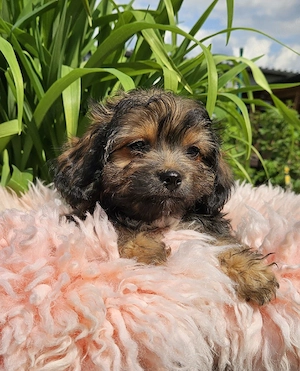 ** Mini Yorkiepoo Welpen ** 2-3 kg ausgew. Toypudel Yorkshire Terrier wie Maltipoo