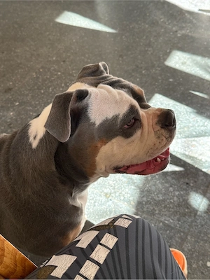 verkauft wird eine Old Englisch Bulldog Weibchen