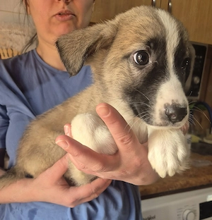 Welpenjunge 273741 möchte gerne zur DIR reisen!