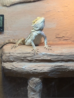 Bartagame in liebevolle Hände 