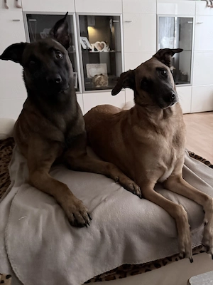 Kleine süße belgische Schäferhund mix  mädel 