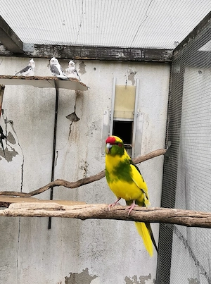 Ziegensittiche abzugeben 