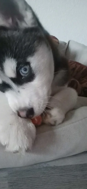 Pomklee   Pomsky   AKK   Welpe 12 Wochen "Minihusky"