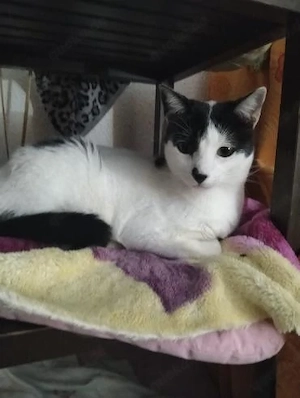 lustiges Katzenmädel Camino (ALO)