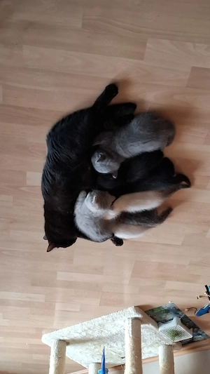 Zauberhafte BKH-Kitten abzugeben   2 bereits reserviert