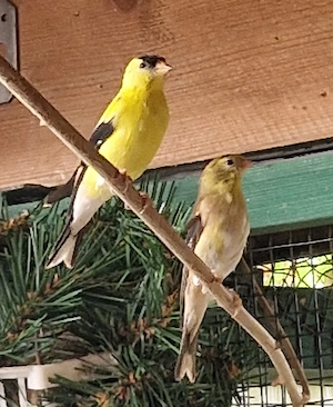 Trauerzeisige, Pärchen. 