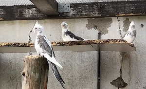 Junge Weißkopfnymphensittiche abzugeben 