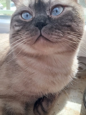 BKH Blue point Kater  Bild 2