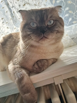 BKH Blue point Kater 