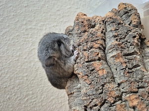 Süßes kleines Böckchen aus liebevoller Hobbyzucht 