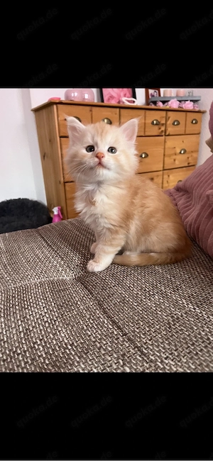 süßes MaineCoon Mädel