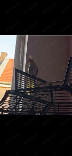 Nymphensittich Teilzahm  