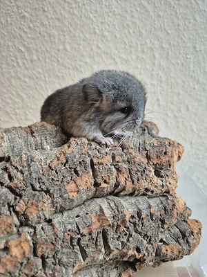 Süßes kleines Böckchen aus liebevoller Hobbyzucht 
