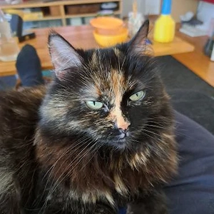 ihre Hoheit Frau Flauschig in WI