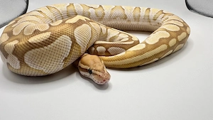 0.1 Banana Lesser Ghost 100% het.