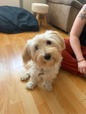 Malteser-Mix Hündin