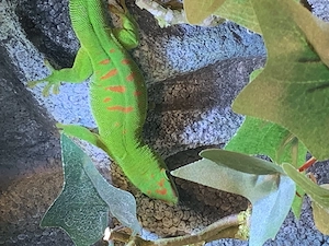 Großer Madagaskar Taggecko. Phelsuma Grandis 
