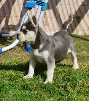 Französische bulldogge Welpen 