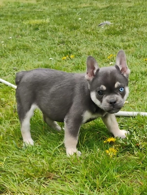 Französische bulldogge Welpen 
