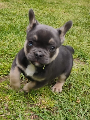 Französische bulldogge Welpen 