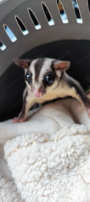 Sugar Glider, Jungtier 
