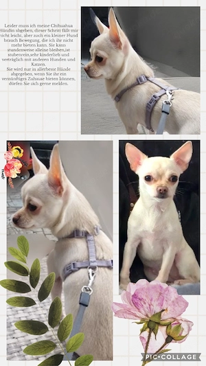 Chihuahua Hündin abzugeben 