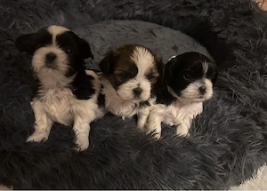 Shih Tzu Welpen abzugeben no