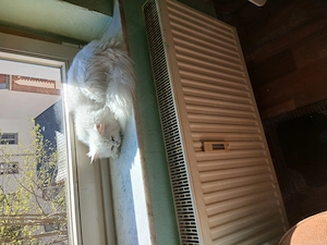 Bkh langhaar kater 8 monate