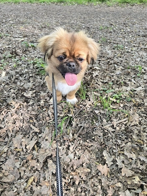 Nik sucht  neues  Familie  ist geimpft   mit Chip  ist  geboren  15.10 .25 