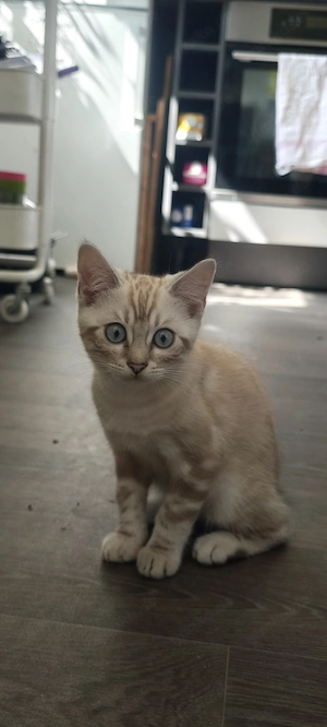 Kitten abzugeben   Bengal x Britisch Kurzhaar Mix
