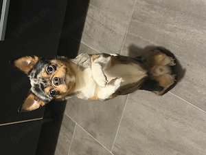 Mini Chihuahua Rüde