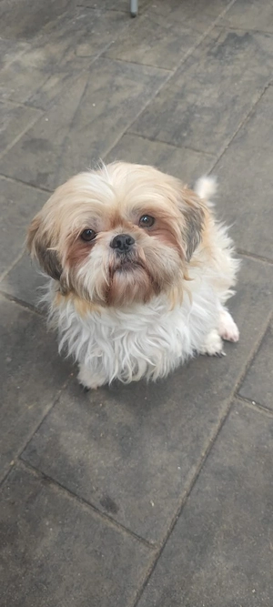 Bolonka Shih-tzu Hündin 
