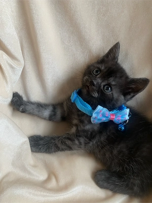 BKH Kitten