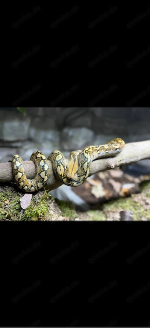 Malayopython reticulatus  