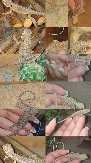 Süße Bartagame-Babys Pogona vitticeps Extreme Red High Red Linie, verschiedene Farben & Zeichnung