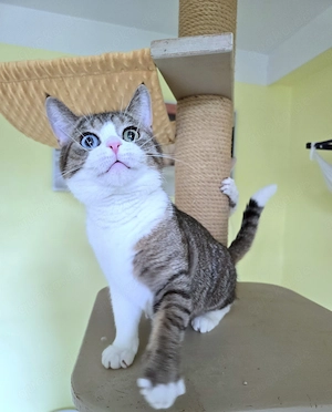 Junger, wunderschöner Kater Anton mit (Odd Eyes) sucht ein liebevolles neues Zuhause!