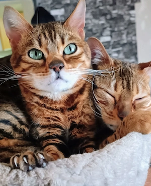 Bengal Prinzessin Katze 