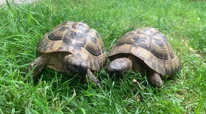 Landschildkröten THB Männchen Schildkröten