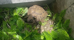 Griechische Landschildkröten