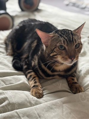 Wunderschöner Bengal Kater sucht liebevolles zuhause Bild 4