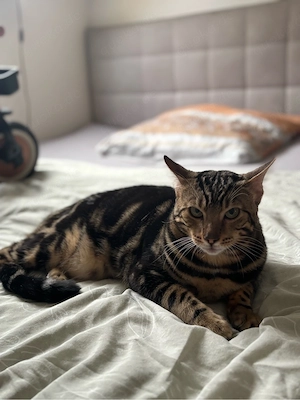 Wunderschöner Bengal Kater sucht liebevolles zuhause Bild 3