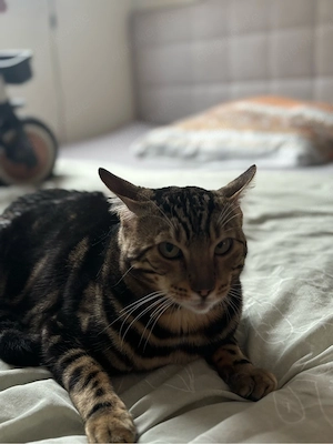 Wunderschöner Bengal Kater sucht liebevolles zuhause