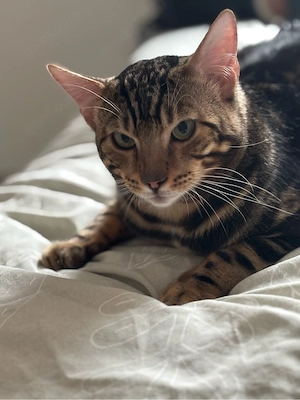 Wunderschöner Bengal Kater sucht liebevolles zuhause Bild 2