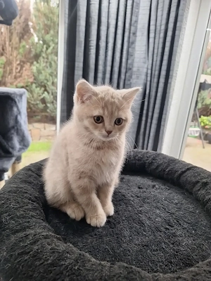 Britisch Kurzhaar kitten weiblich Creme 