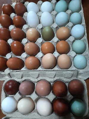 Natur Hühnereier Speiseeier