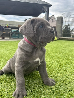 Cane Corso Welpen 