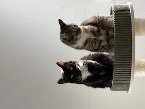 Junge Katzen suchen ein Zuhause