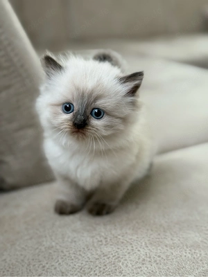 2 zuckersüße Kitten   blauäugig, verschmust, ab Mitte Mai