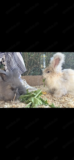 Angora Kaninchen
