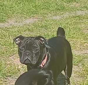 Für Liebhaber dieser süssen Knutschkugeln